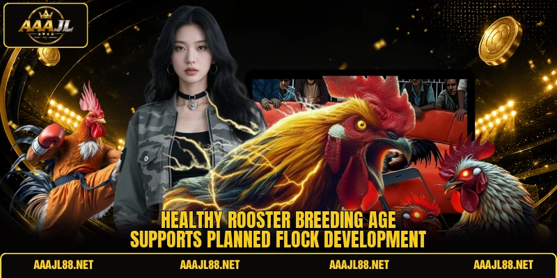 Healthy rooster breeding age supports planned flock development